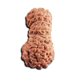 21 Mukhi Indonesian Rudraksha - Bead No. 142