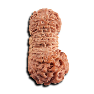 21 Mukhi Indonesian Rudraksha - Bead No. 142