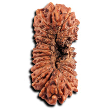 Load image into Gallery viewer, 21 Mukhi Indonesian Rudraksha - Bead No. 143
