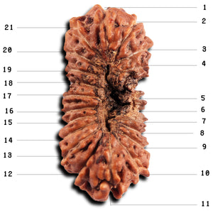 21 Mukhi Indonesian Rudraksha - Bead No. 143