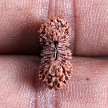 Load image into Gallery viewer, 21 Mukhi Indonesian Rudraksha - Bead No. 143
