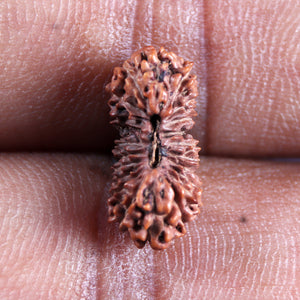 21 Mukhi Indonesian Rudraksha - Bead No. 143