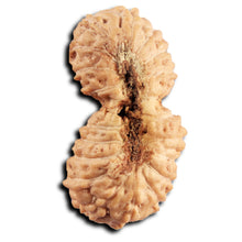 Load image into Gallery viewer, 21 Mukhi Indonesian Gaurishankar Rudraksha - Bead No. 144
