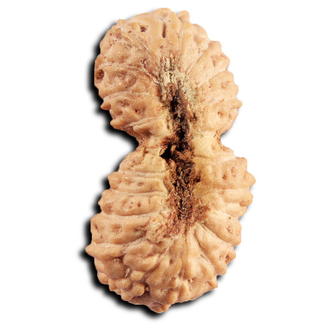 21 Mukhi Indonesian Gaurishankar Rudraksha - Bead No. 144