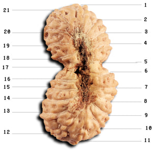 21 Mukhi Indonesian Gaurishankar Rudraksha - Bead No. 144