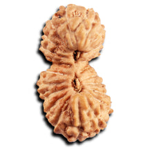 Load image into Gallery viewer, 21 Mukhi Indonesian Gaurishankar Rudraksha - Bead No. 144
