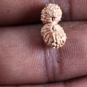 21 Mukhi Indonesian Gaurishankar Rudraksha - Bead No. 144