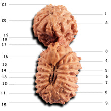 Load image into Gallery viewer, 21 Mukhi Indonesian Gaurishankar Rudraksha - Bead No. 145
