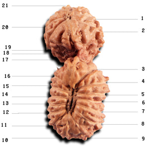 21 Mukhi Indonesian Gaurishankar Rudraksha - Bead No. 145