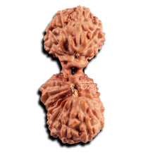 Load image into Gallery viewer, 21 Mukhi Indonesian Gaurishankar Rudraksha - Bead No. 145
