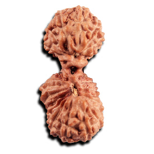 21 Mukhi Indonesian Gaurishankar Rudraksha - Bead No. 145