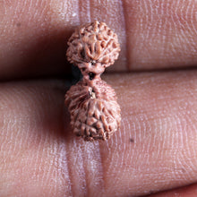 Load image into Gallery viewer, 21 Mukhi Indonesian Gaurishankar Rudraksha - Bead No. 145
