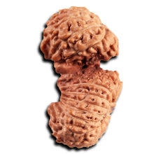 Load image into Gallery viewer, 21 Mukhi Indonesian Gaurishankar Rudraksha - Bead No. 145
