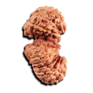 21 Mukhi Indonesian Gaurishankar Rudraksha - Bead No. 145