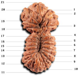 21 Mukhi Indonesian Gaurishankar Rudraksha - Bead No. 146