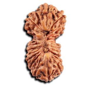 21 Mukhi Indonesian Gaurishankar Rudraksha - Bead No. 146