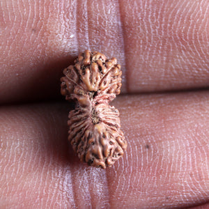 21 Mukhi Indonesian Gaurishankar Rudraksha - Bead No. 146