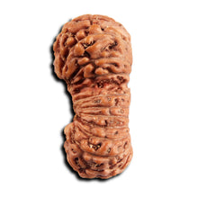 Load image into Gallery viewer, 21 Mukhi Indonesian Gaurishankar Rudraksha - Bead No. 146
