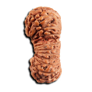 21 Mukhi Indonesian Gaurishankar Rudraksha - Bead No. 146