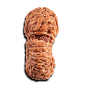 21 Mukhi Indonesian Gaurishankar Rudraksha - Bead No. 146