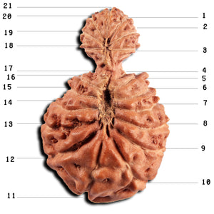 21 Mukhi Indonesian Gaurishankar Rudraksha - Bead No. 148