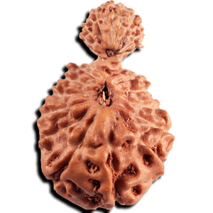 21 Mukhi Indonesian Gaurishankar Rudraksha - Bead No. 148