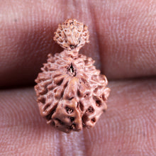 Load image into Gallery viewer, 21 Mukhi Indonesian Gaurishankar Rudraksha - Bead No. 148
