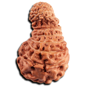 21 Mukhi Indonesian Gaurishankar Rudraksha - Bead No. 148