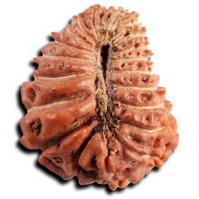 Load image into Gallery viewer, 21 Mukhi Indonesian Rudraksha - Bead No. 149
