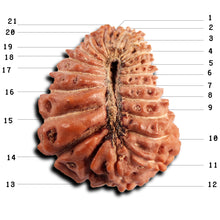 Load image into Gallery viewer, 21 Mukhi Indonesian Rudraksha - Bead No. 149
