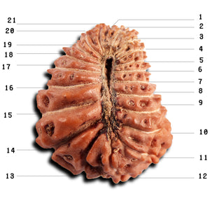 21 Mukhi Indonesian Rudraksha - Bead No. 149