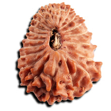 Load image into Gallery viewer, 21 Mukhi Indonesian Rudraksha - Bead No. 149
