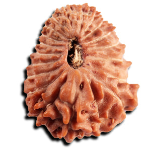 21 Mukhi Indonesian Rudraksha - Bead No. 149