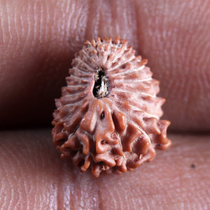 21 Mukhi Indonesian Rudraksha - Bead No. 149