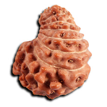 Load image into Gallery viewer, 21 Mukhi Indonesian Rudraksha - Bead No. 149
