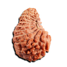 Load image into Gallery viewer, 21 Mukhi Indonesian Rudraksha - Bead No. 149
