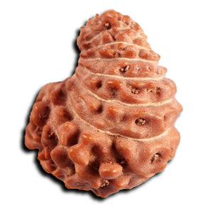 21 Mukhi Indonesian Rudraksha - Bead No. 149