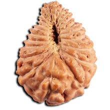 Load image into Gallery viewer, 21 Mukhi Indonesian Rudraksha - Bead No. 150
