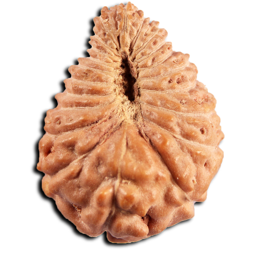 21 Mukhi Indonesian Rudraksha - Bead No. 150