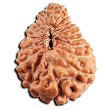 Load image into Gallery viewer, 21 Mukhi Indonesian Rudraksha - Bead No. 150
