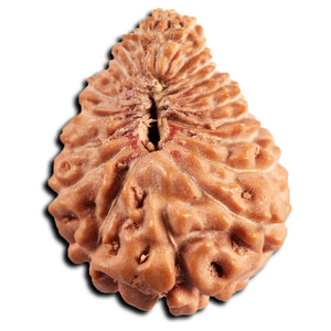 21 Mukhi Indonesian Rudraksha - Bead No. 150