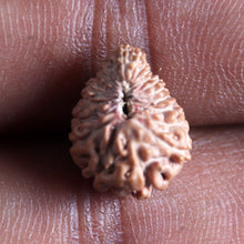 Load image into Gallery viewer, 21 Mukhi Indonesian Rudraksha - Bead No. 150
