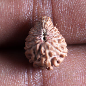 21 Mukhi Indonesian Rudraksha - Bead No. 150