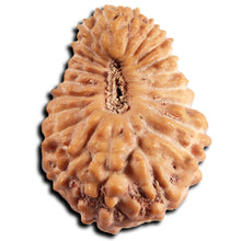 Load image into Gallery viewer, 21 Mukhi Indonesian Rudraksha - Bead No. 151
