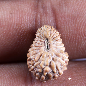 21 Mukhi Indonesian Rudraksha - Bead No. 151