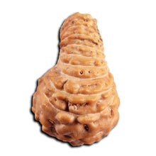 Load image into Gallery viewer, 21 Mukhi Indonesian Rudraksha - Bead No. 151
