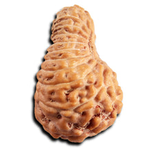 Load image into Gallery viewer, 21 Mukhi Indonesian Rudraksha - Bead No. 151
