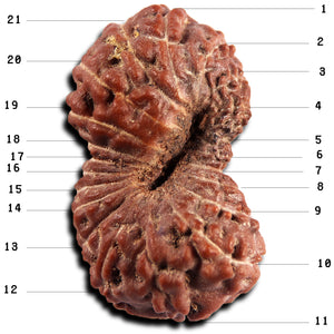 21 Mukhi Indonesian Rudraksha - Bead No. 152