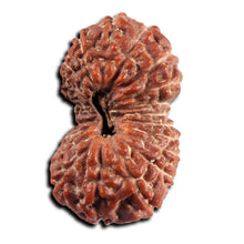 Load image into Gallery viewer, 21 Mukhi Indonesian Rudraksha - Bead No. 152
