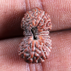 21 Mukhi Indonesian Rudraksha - Bead No. 152